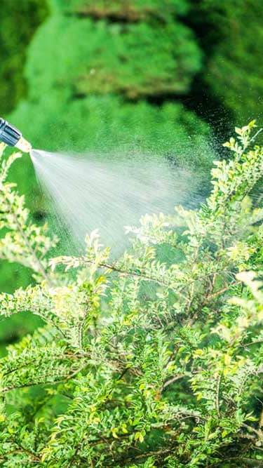 Gazon, plantation arbre et arbuste