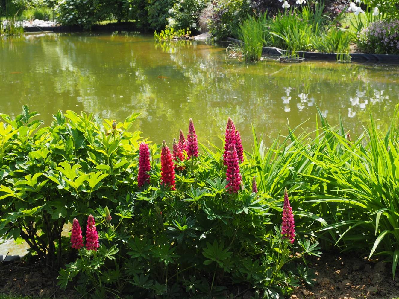 Entretien jardin particulier - Thieffry Parc et Jardin Villeneuve d'Ascq