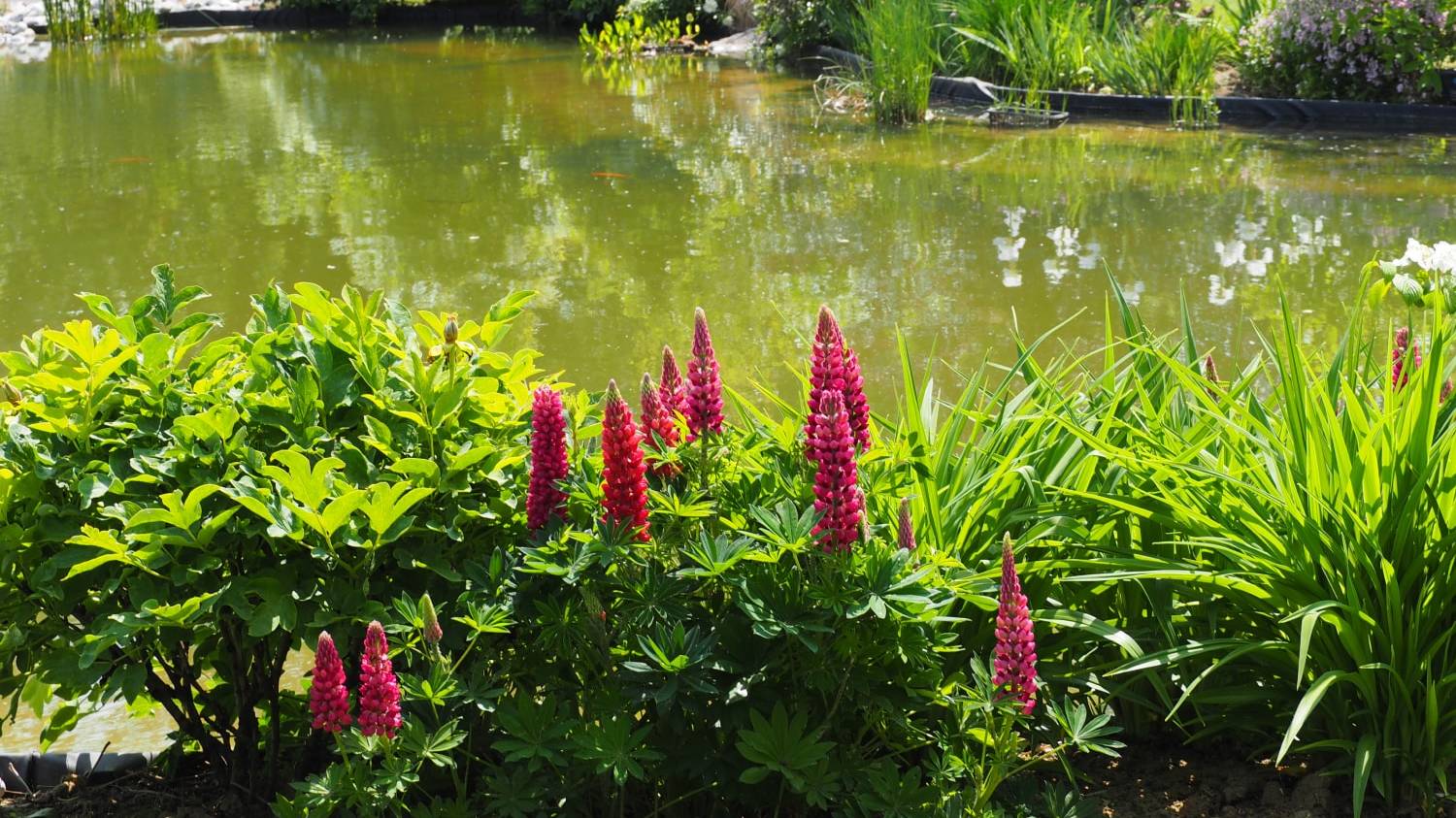 Entretien jardin particulier - Thieffry Parc et Jardin Villeneuve d'Ascq