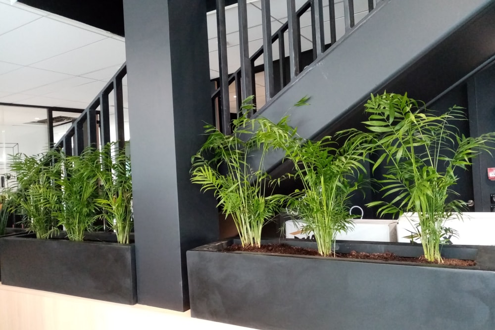 Jardinières de cloisonnement - Aménagement plantes bureaux