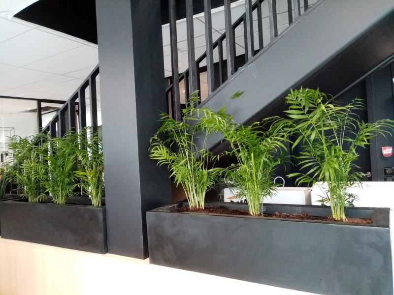 Installation de bacs à plantes - Végétalisation bureaux à Lille