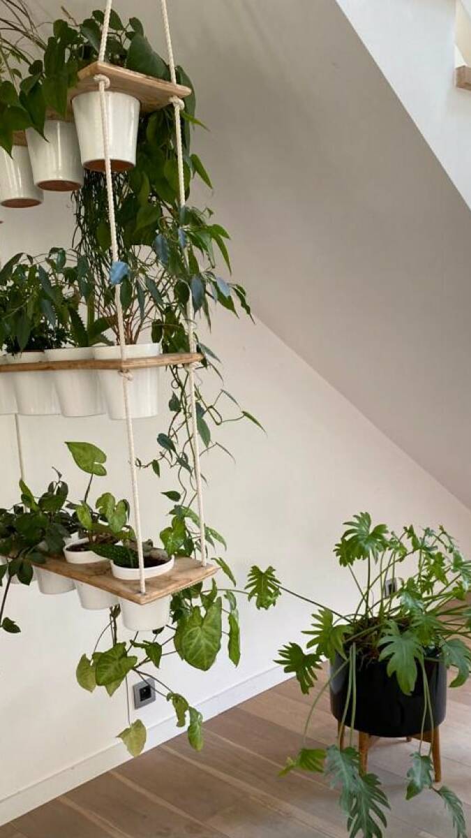 Plante d'intérieur pour bureaux