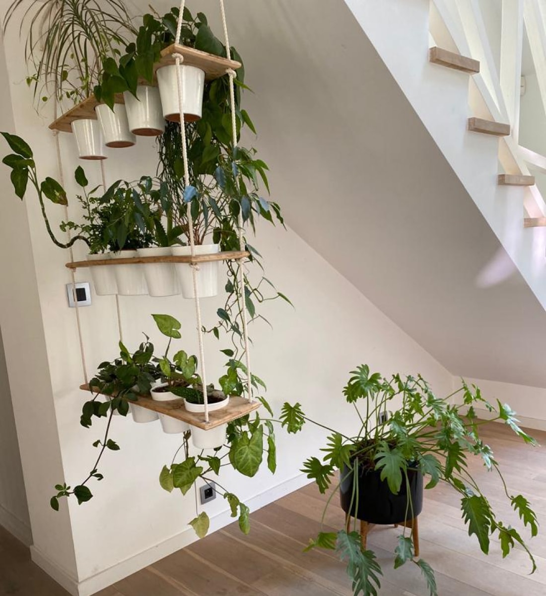 Plante d'intérieur pour bureaux