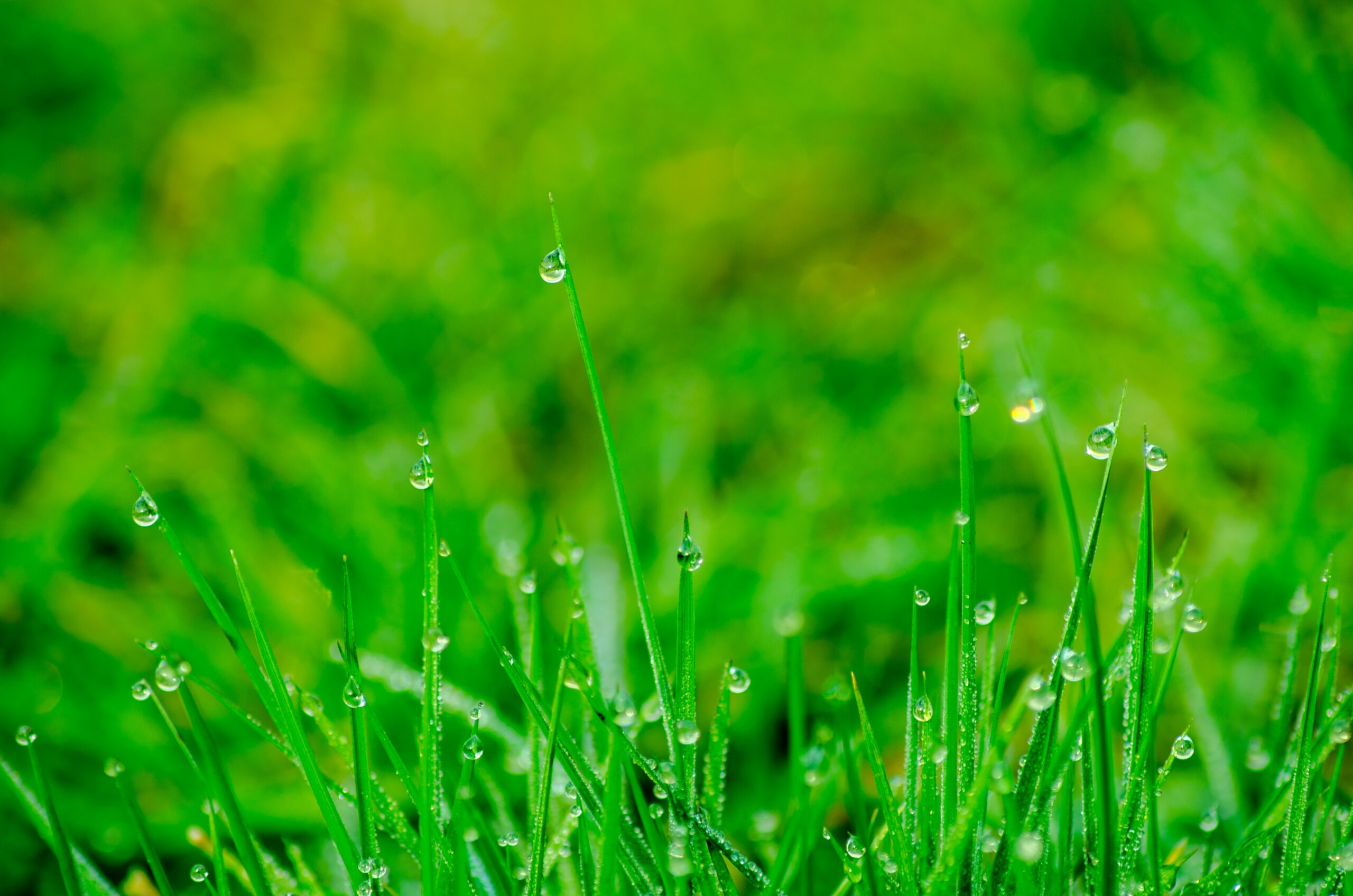 Gouttes d'eau sur les hautes herbes