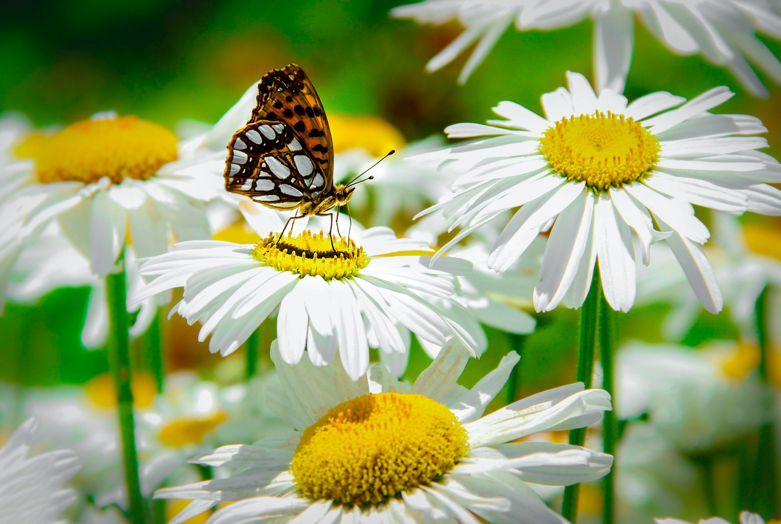 Un papillon sur des pâquerettes