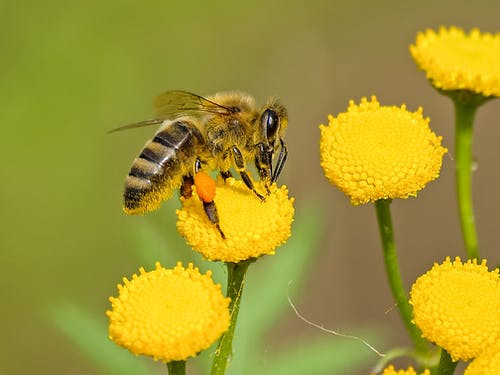 Abeille butinant sur des fleurs jaunes