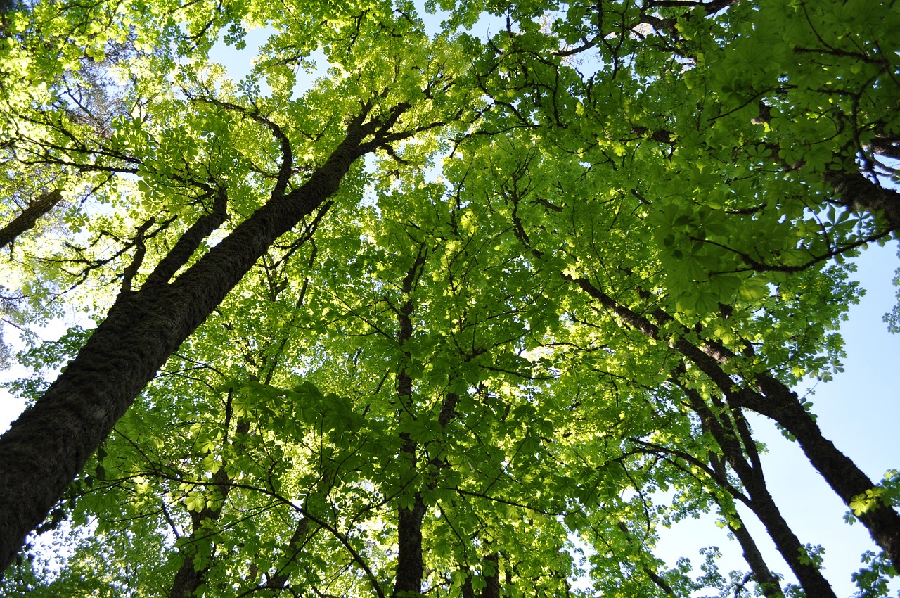 qualité de l'air cimes d'arbres verts et ciel