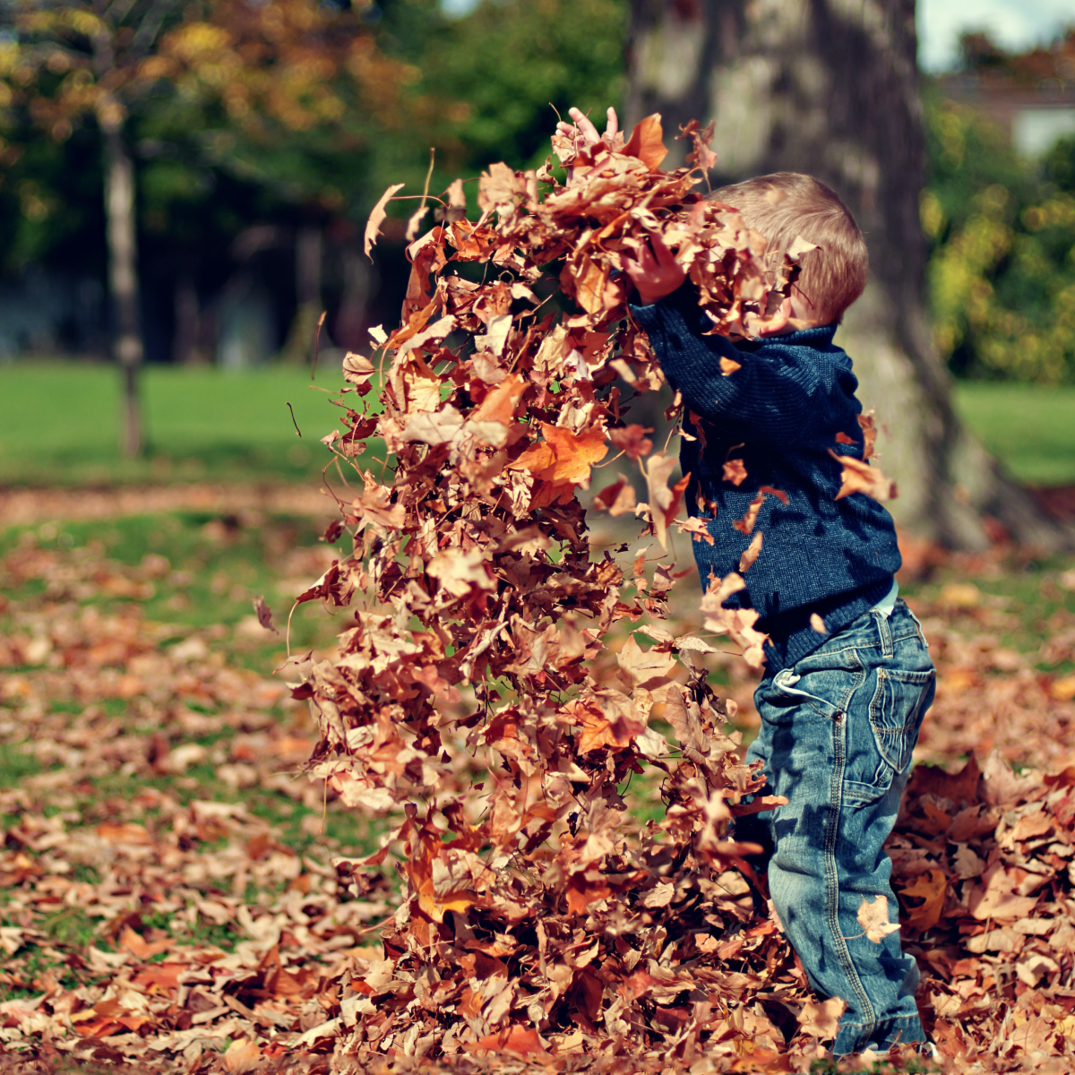 feuilles automne alliées